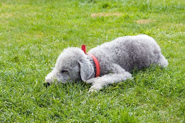 寝そべる老犬