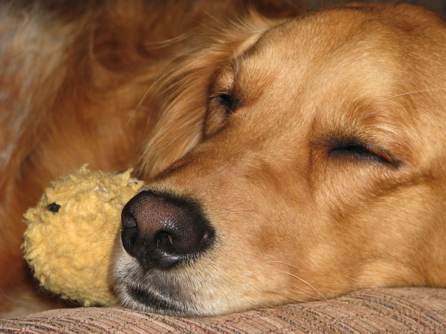 ゆっくり眠る老犬