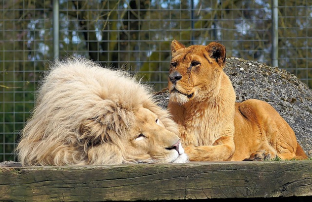 動物園