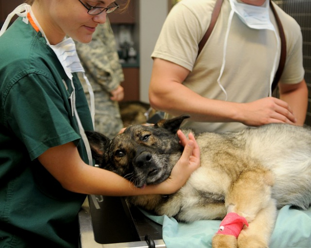 犬がベットで横になって治療を受けている