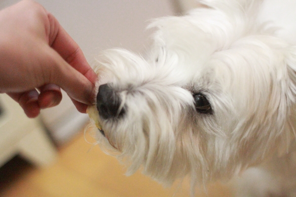 食べる犬