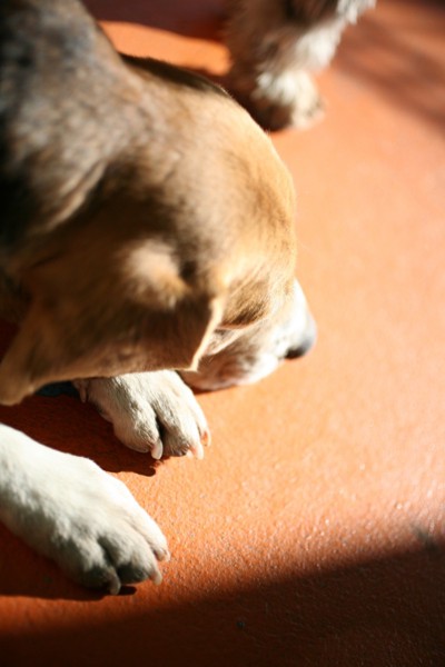 犬の睡眠時間