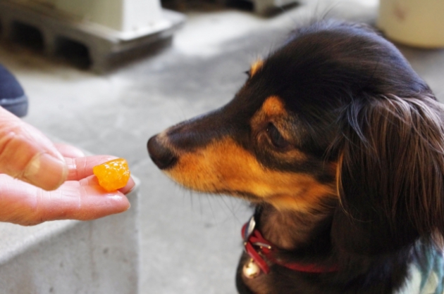 フードを食べない犬