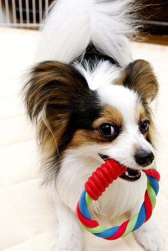 おもちゃを咥えている犬の写真