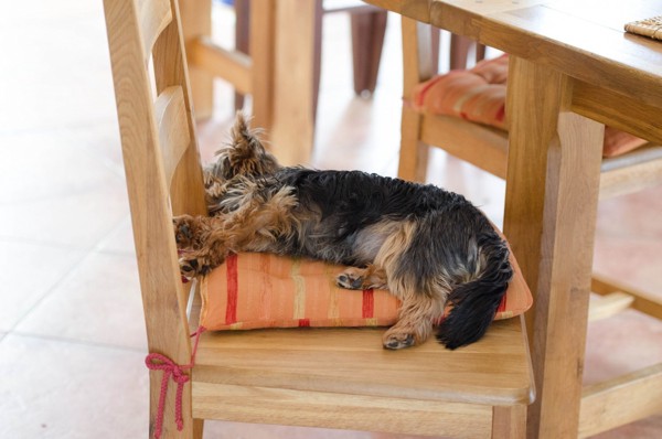ダイニングの椅子で眠る犬