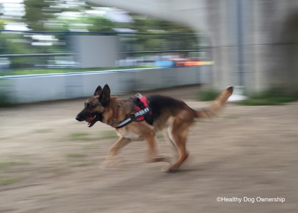 走る犬