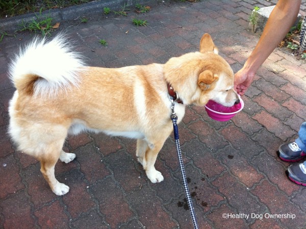 水を飲む犬