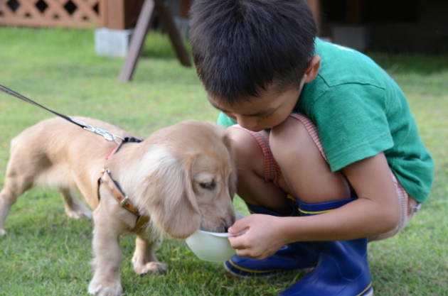 子犬