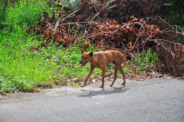 野良犬