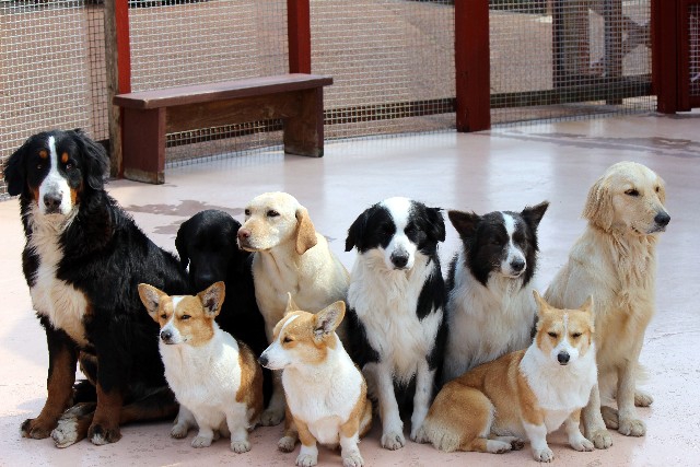 たくさんの犬たち