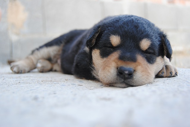 寝ている子犬