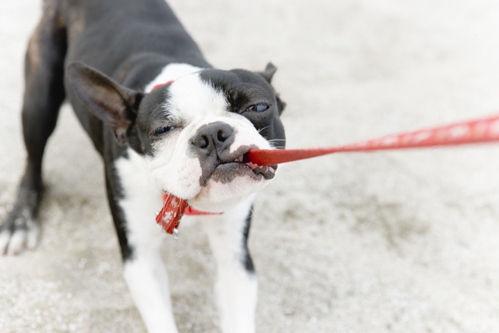 リードを噛む犬