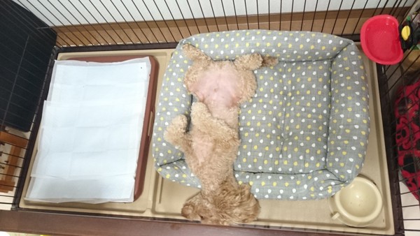 犬が寝ている