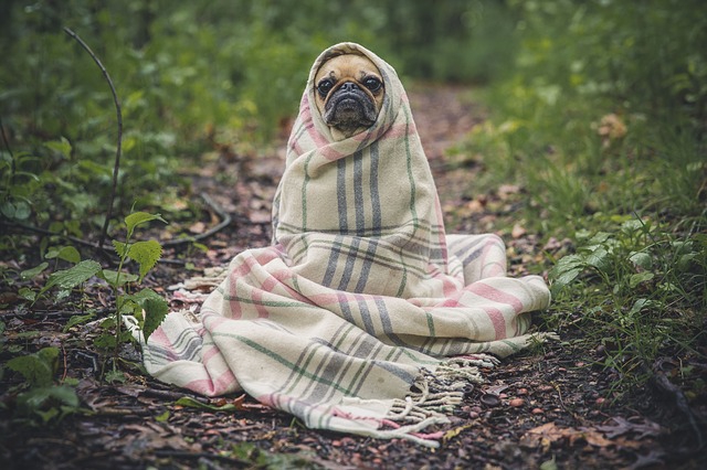 毛布に巻かれる犬