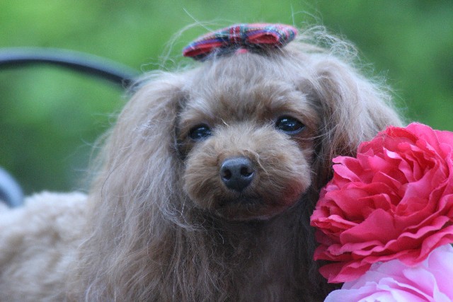 リボンをつけた犬。女の子のイメージ