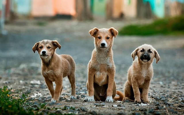 複数の犬