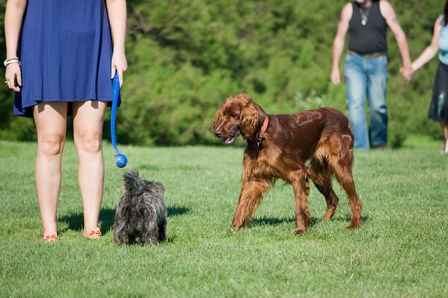 犬を連れた女性