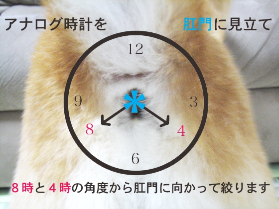 肛門絞りの目安の図