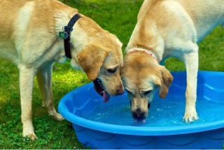 水を飲む2匹のラブラドールの写真