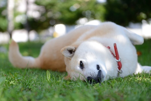 芝生　仰向け　寝っ転がる柴犬