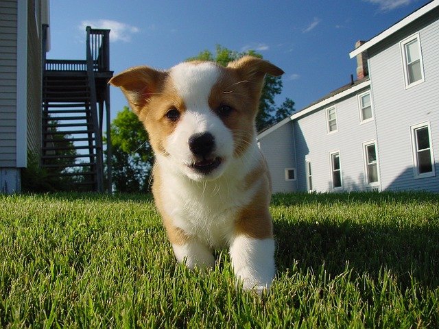 コーギーの子犬