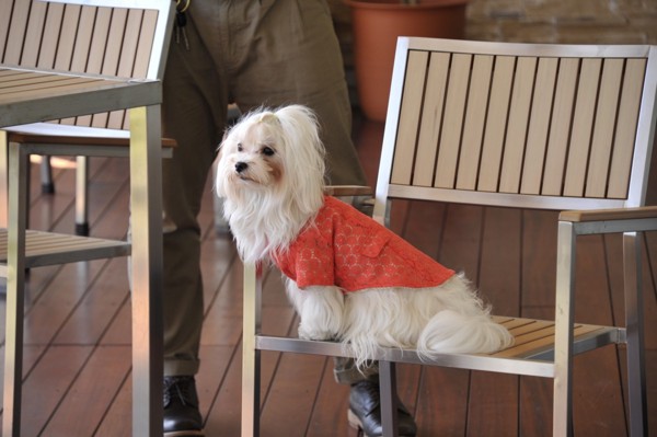 ドッグカフェの椅子に座る犬