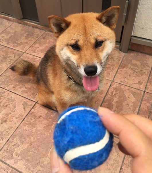 犬とキャッチボール