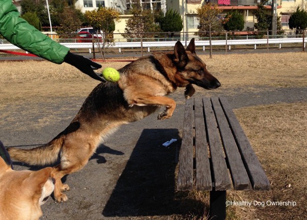 公園の犬