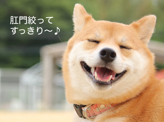 笑顔の柴犬