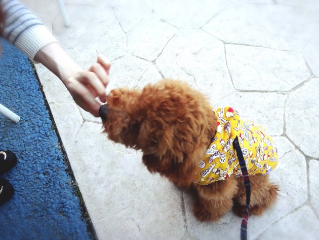 犬が食べやすい