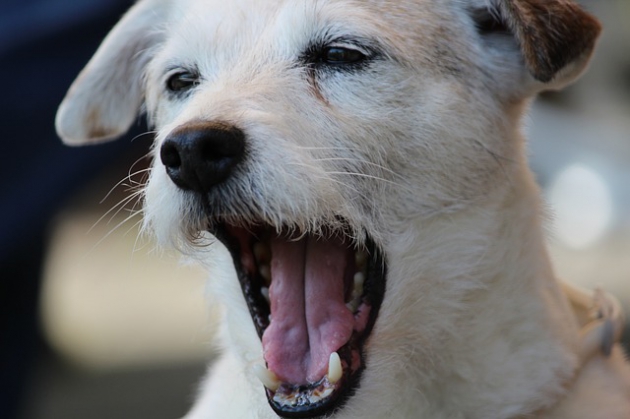 犬の写真