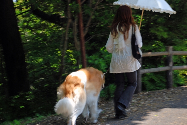 犬の暑さ対策