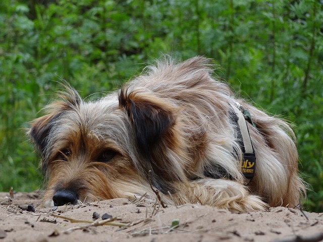 元気ない犬