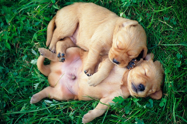 犬と草むら