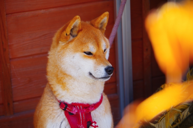 犬の震えについて