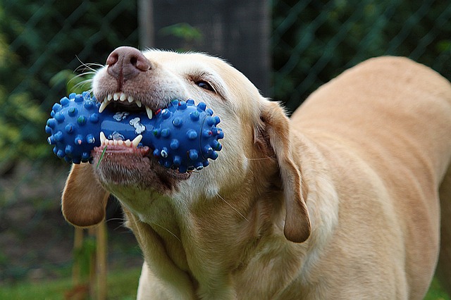 おもちゃを噛む犬