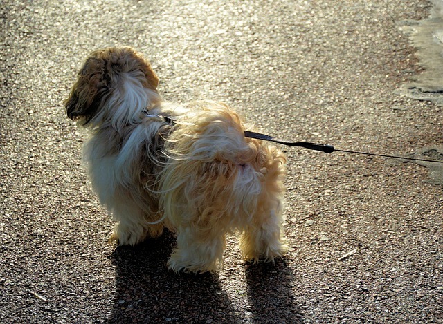 後ろ姿の犬