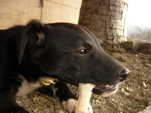 骨を食べる犬