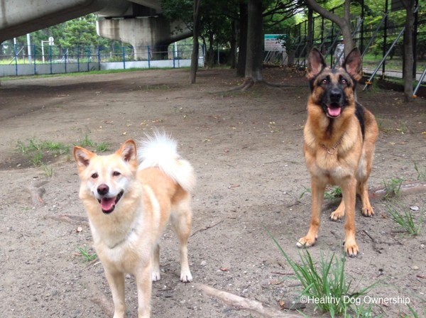 ドッグランの犬