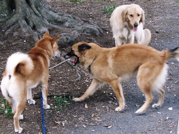 犬の発情期