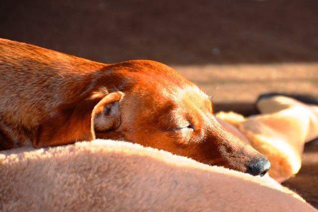 老犬が睡眠をとっている