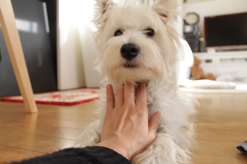 撫でられている子犬