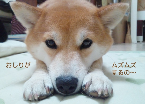 すねている柴犬