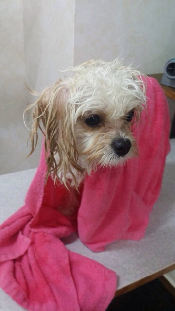 タオルで体を拭いている犬