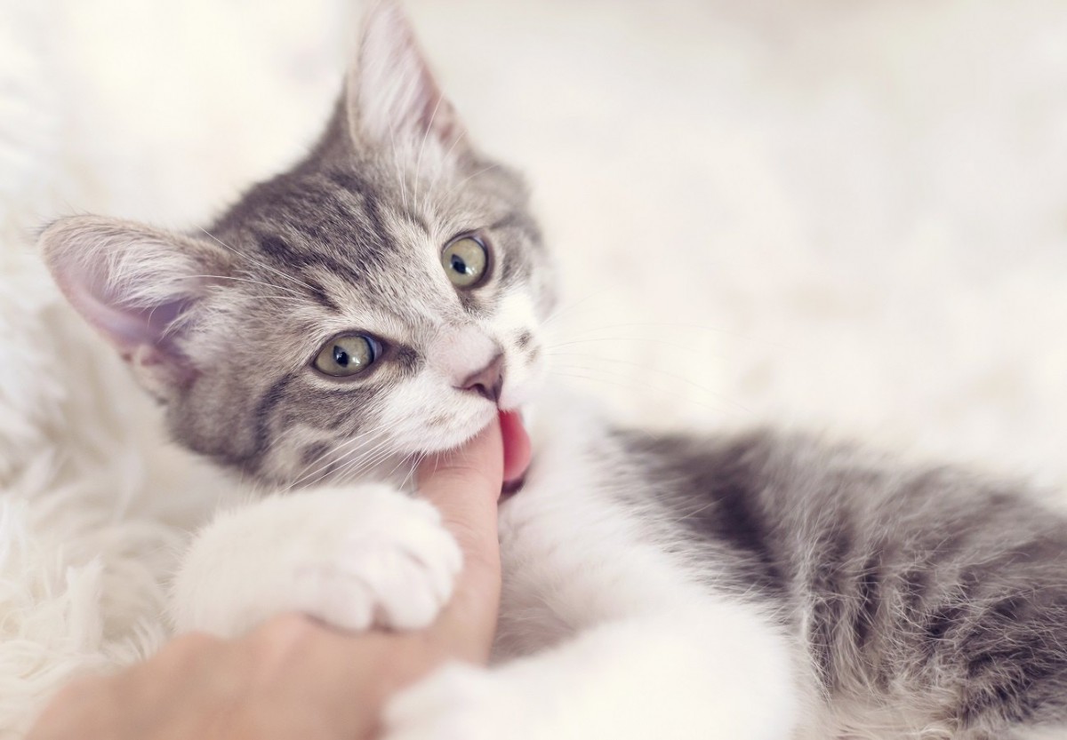 猫が飼い主を噛むのはなぜ？３つの理由と対処法