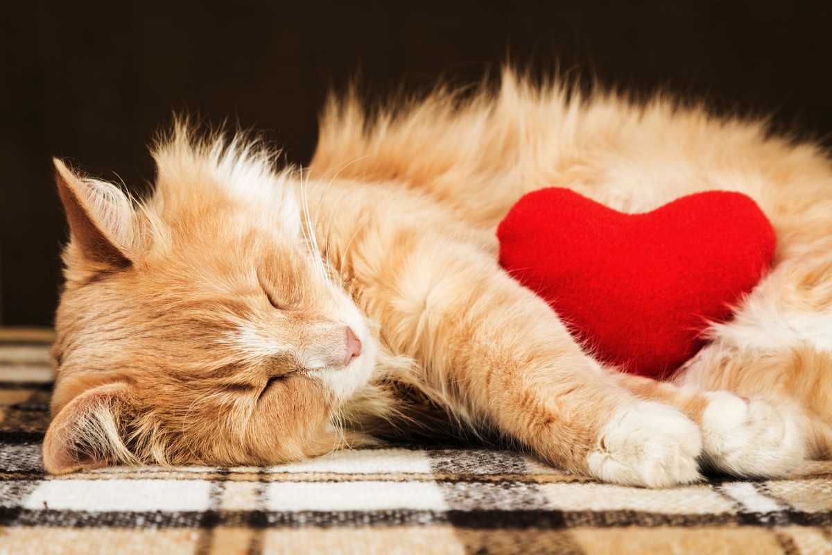 猫が陥りやすい『心の病気』4つ　日常生活からできる予防方法とは