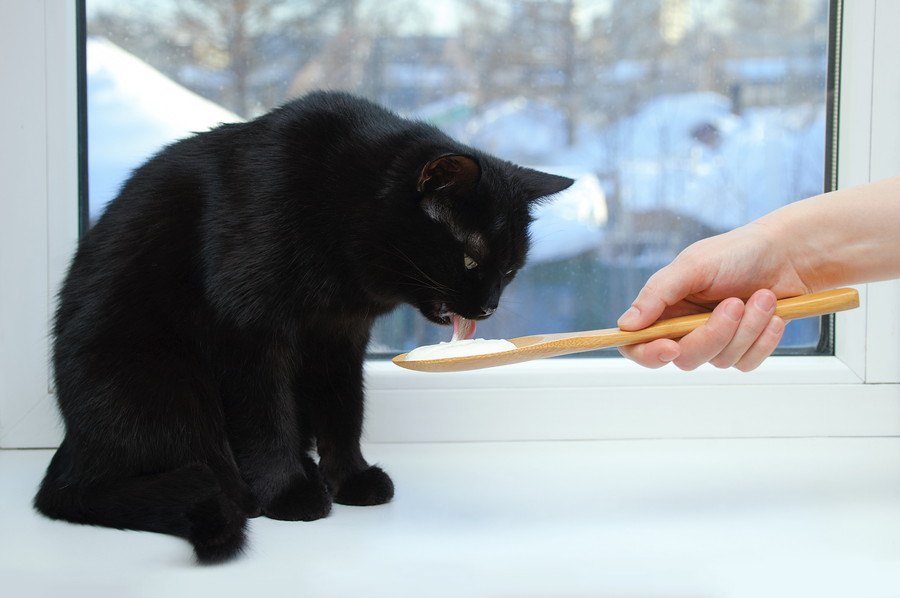 猫にヨーグルトを食べさせても大丈夫？食べさせる方法6つを解説