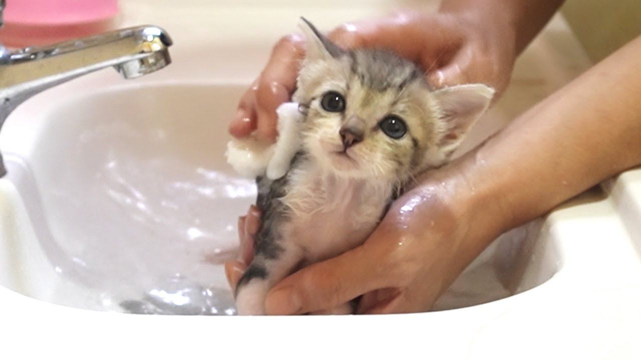 保護子猫を『初めてのお風呂』に入れたら…尊すぎる反応に165万再生の大反響「破壊力抜群」「心が癒やされた」と悶絶の声続出
