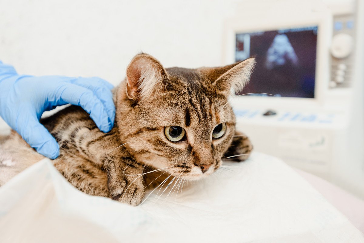 猫の命を奪う『悪性腫瘍』ワースト5！早期発見のポイントや予防策とは？