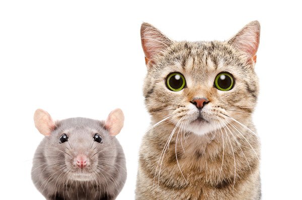 猫とネズミが仲良しになる３つの理由